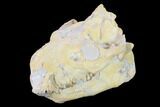 Fossil Oreodont (Merycoidodon) Skull - Wyoming #134359-7